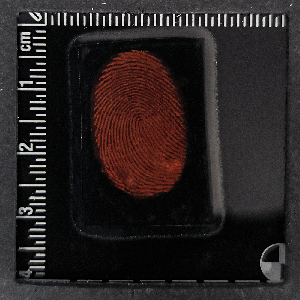 powdered fingerprint visible