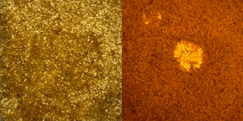 Semen detect on carpet with HyybridSpectral